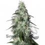 BUDDHA PULSAR FEMINIZED